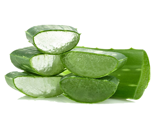 Az Aloe Vera növény
