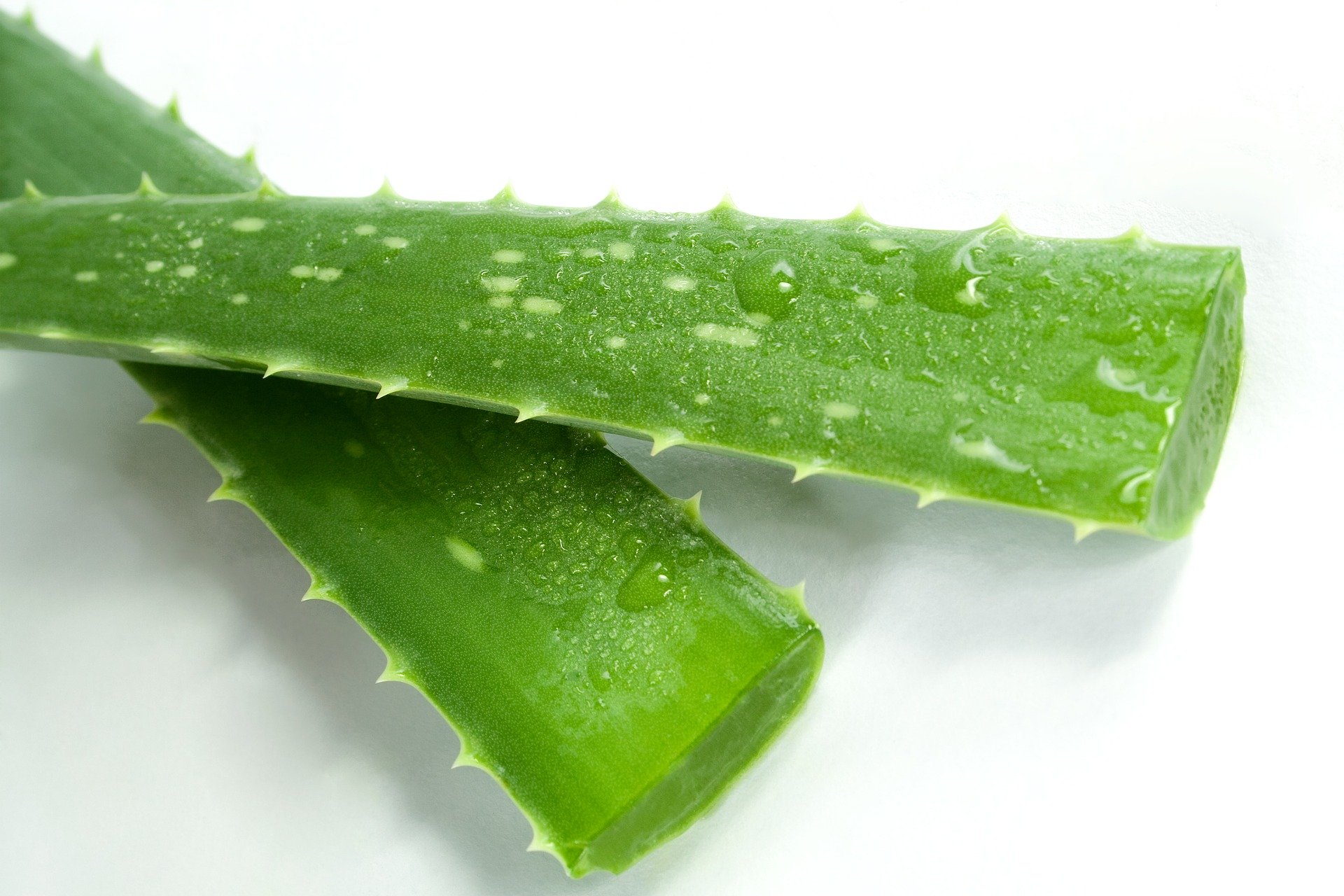 Az Aloe Vera növény