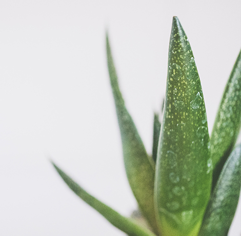Az Aloe Vera növény